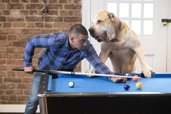 ‘My dog is so big people mistake him for a pony or a lion’