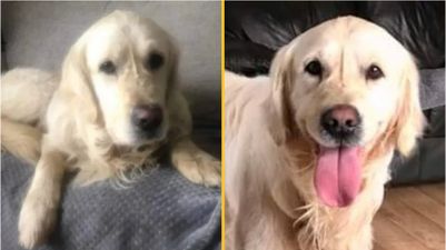 Dog walks 40 miles back to old owners during month-long solo journey