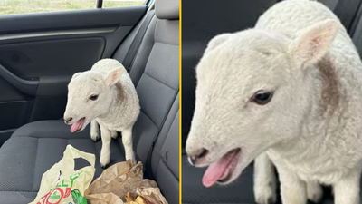 Police pull over driver and find £10,000 of heroin and cocaine, a lamb and a bag of chips