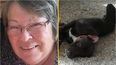 British grandmother killed by stray pit bull she had adopted was warned it was dangerous by vet