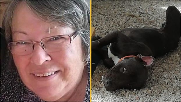 Pit bull kills gran in Spain