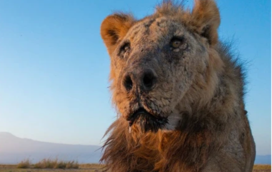 world's oldest lion