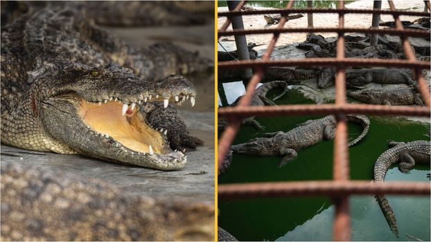 crocodile farmer death