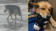 German Shepherd spotted alone in the rain clutching toy is finally rescued