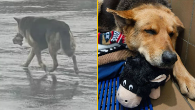 German Shepherd spotted alone in the rain clutching toy is finally rescued
