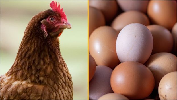 What came first, the chicken or the egg