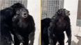 Heartwarming footage shows moment chimp gazes in awe at open sky