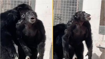 Heartwarming footage shows moment chimp gazes in awe at open sky