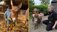 Stolen baby donkey found and reunited with her mum