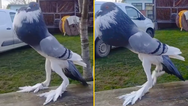 ‘Mutant pigeon’ with giant feet is leaving people seriously disturbed