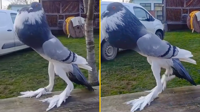 ‘Mutant pigeon’ with giant feet is leaving people seriously disturbed