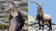Wild goat pushes female hiker, 64, off cliff in Spain – then knocks her friend unconscious