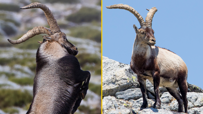 Wild goat pushes female hiker, 64, off cliff in Spain – then knocks her friend unconscious