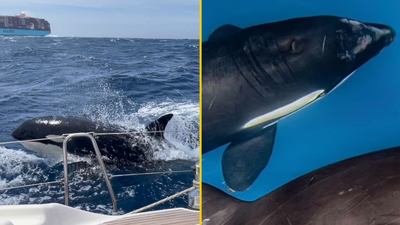 This is why White Gladis the orca has started a killer whale uprising and won’t stop sinking boats