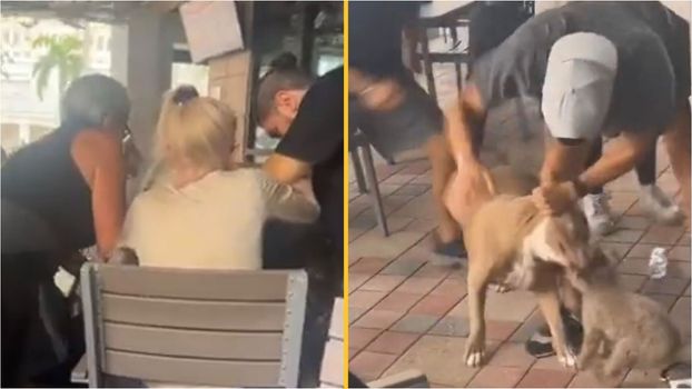 Pitbull attacks smaller dog