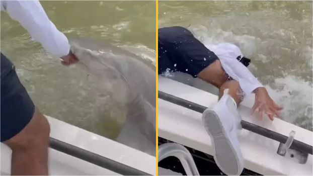 man dragged into water by shark in florida everglades