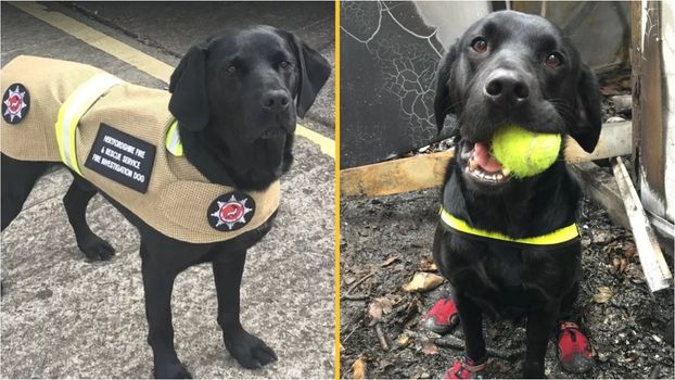 Britain's longest-serving fire investigation dog retires after 11 years of service