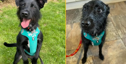 Owner wanted dog putting down ‘because he barks’