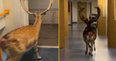 Deer spotted roaming corridors of hospital ward