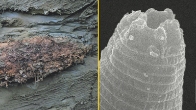 Scientists have resurrected a 46,000-year-old parasite frozen in Siberian permafrost