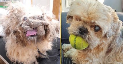 Deaf and blind dog dumped by canal makes miracle recovery