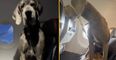Dog owner has to pay for three seats so Great Dane can travel with him
