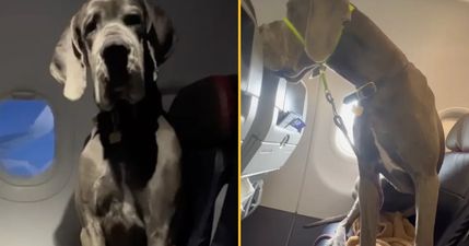 Dog owner has to pay for three seats so Great Dane can travel with him