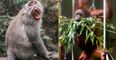 Monkey with knife causes chaos in Chester Zoo