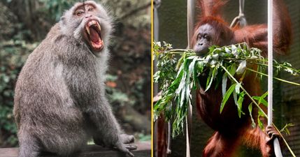 Monkey with knife causes chaos in Chester Zoo