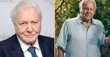 Sir David Attenborough to return with new TV series at 97 years old