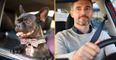 Drivers face £5,000 fine for chauffeuring pets in unusual law