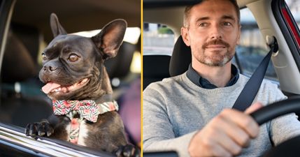 Drivers face £5,000 fine for chauffeuring pets in unusual law