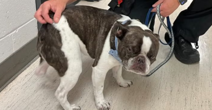 Woman abandons dog at airport after being told it can’t fly