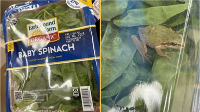 Family find live frog in packet of ‘triple washed spinach’
