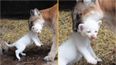Puma makes history by giving birth to extremely rare albino cub
