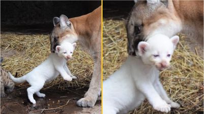 Puma makes history by giving birth to extremely rare albino cub