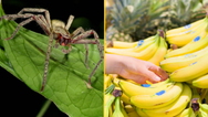 Supermarket closes after outbreak of spiders whose bite causes ‘permanent erections’