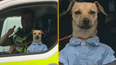 Police confiscate smartly dressed dog from ‘intoxicated’ owner