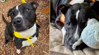 Dog who was adopted after 500 days in a shelter gets returned after just one week