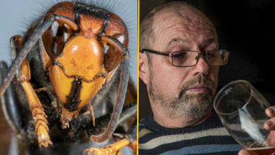 Pubgoers warned over Asian Hornet invasion after they ‘develop taste for beer’
