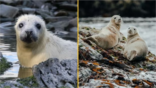 Volunteers wanted to move to island near Isle of Man and count the seals
