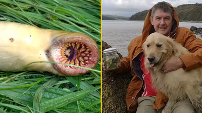 Terrifying creature that ‘looks like it’s from movie Teeth’ spotted in UK river