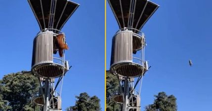 Zoo forced to apologise over controversial response to orangutan launching possum out of tree house