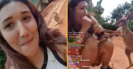 Twitch streamer attacked by kangaroo after trying to pet it on live stream