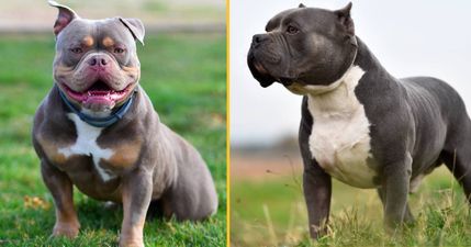 Here’s what will happen to XL bullies after the ban