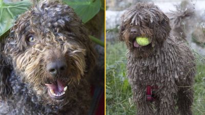 Woman thought rescue dog was ignoring her but finds out he only speaks Spanish