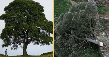 Boy, 16, arrested after Robin Hood tree ‘deliberately’ cut down at Sycamore Gap