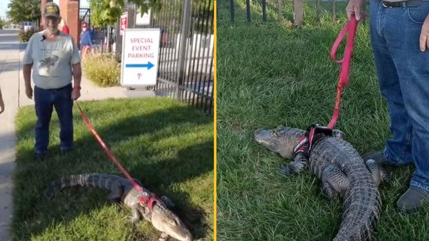 Man denied entry to sports game after trying to take his ’emotional support alligator’