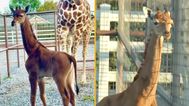 World’s only spotless giraffe has finally been given a name
