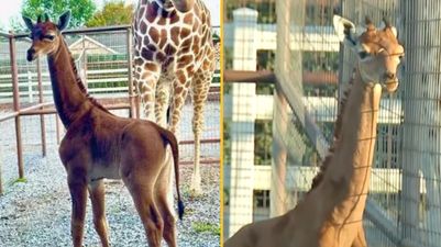 World’s only spotless giraffe has finally been given a name